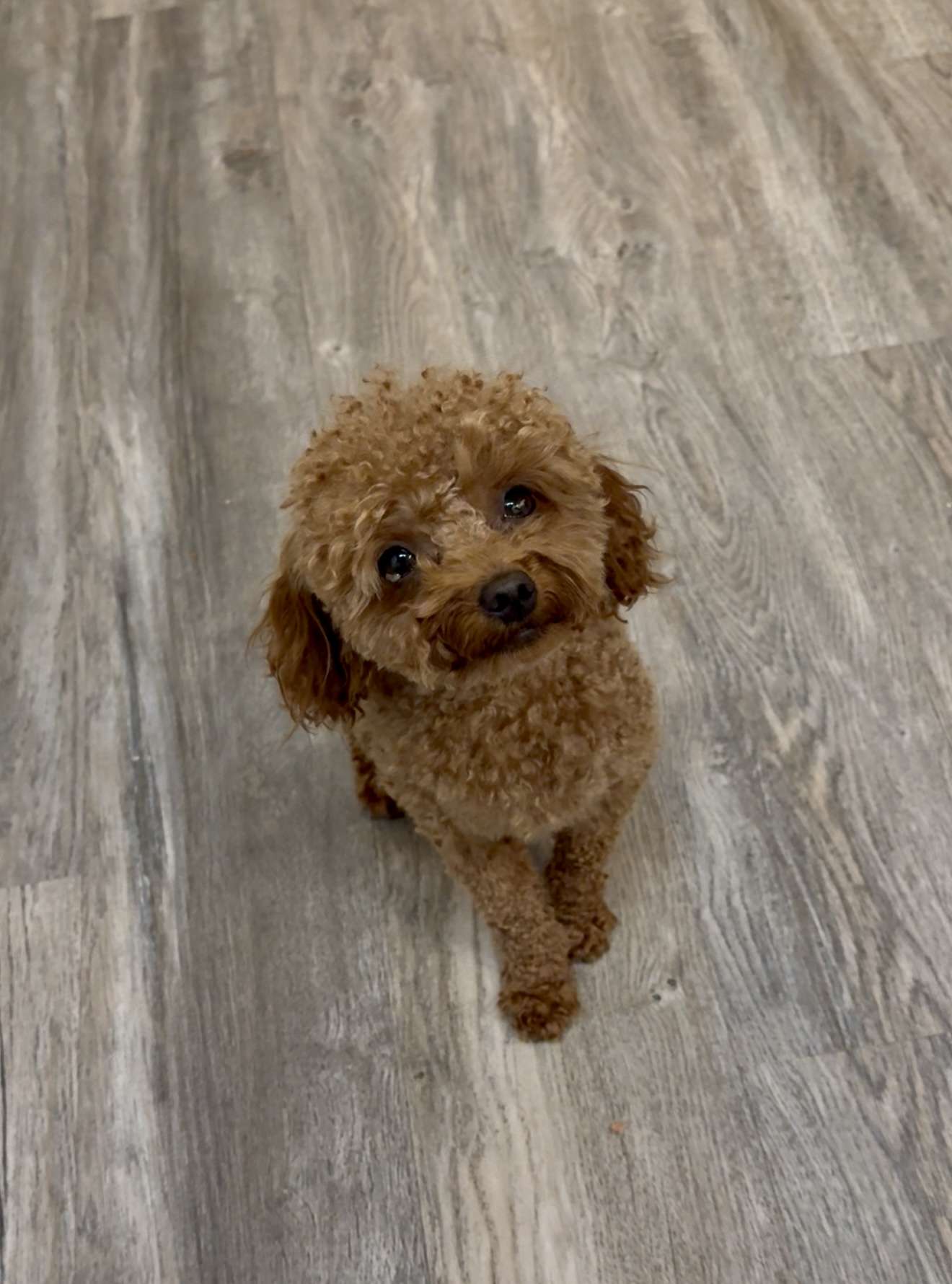 Img 0432 1.1320x1780.jpeg