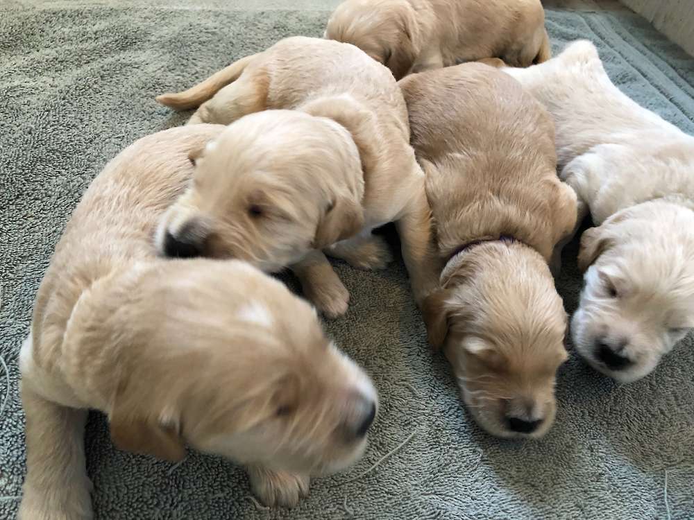 F1 Standard Goldendoodle Jun 2021 Litter