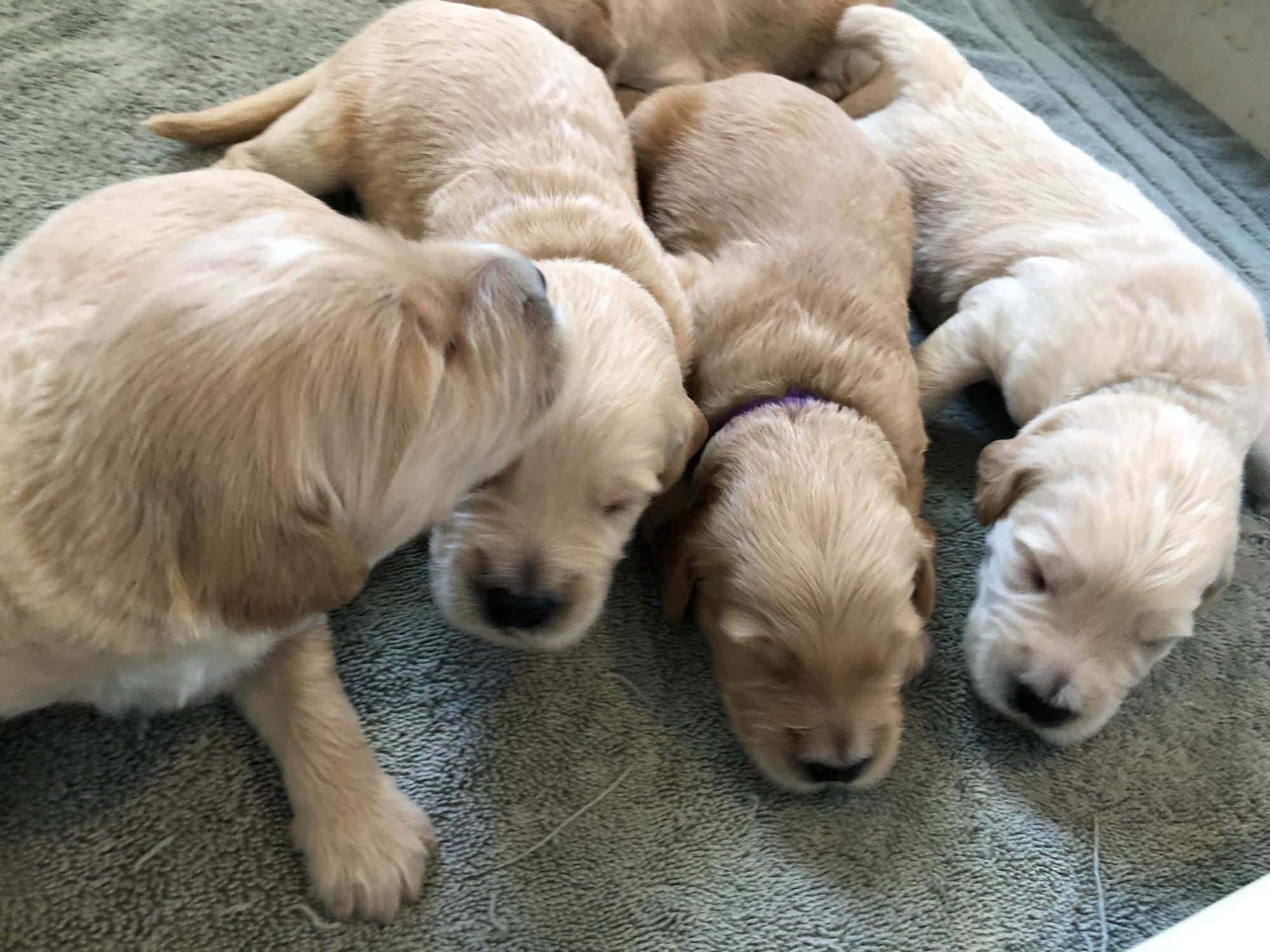 F1 Standard Goldendoodle Jun 2021 Litter