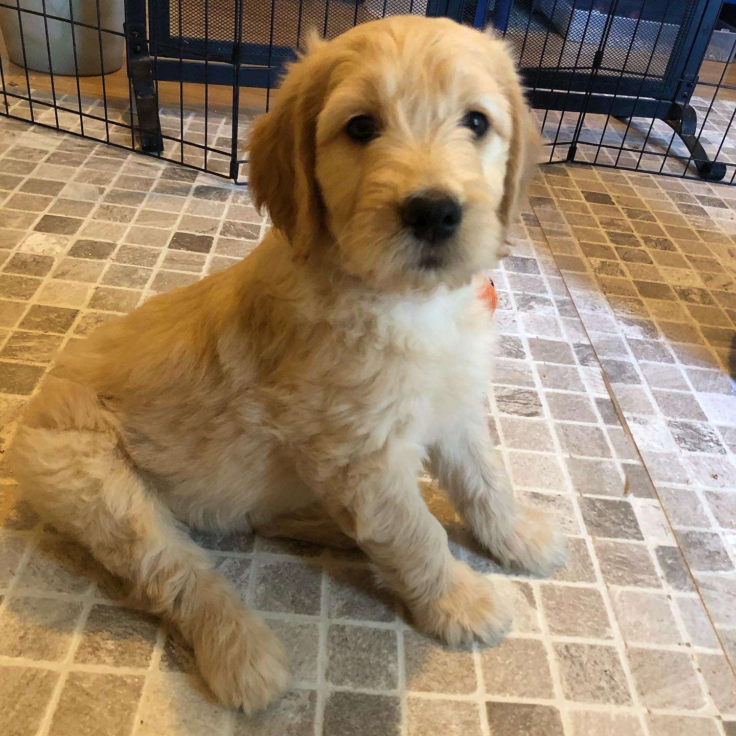  F1 Goldendoodle puppies 