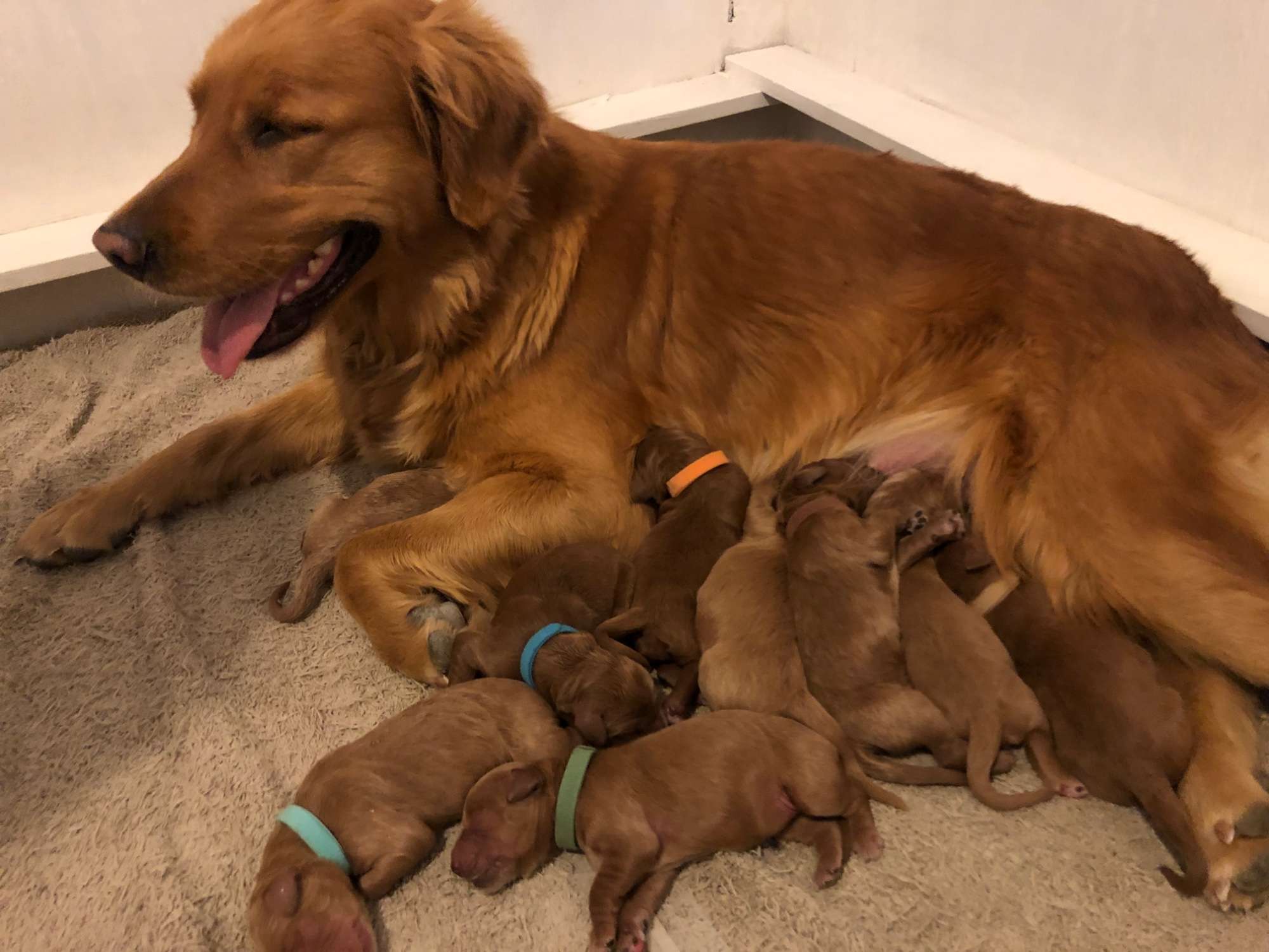 F1 Standard Goldendoodle February 2022 litter