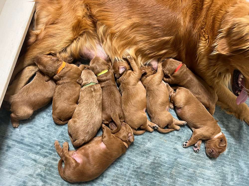 F1 Standard Goldendoodle February 2023 litter