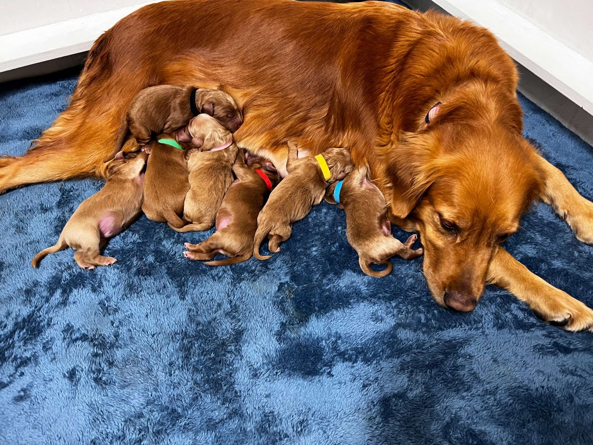 F1 Standard Goldendoodle October 2023 litter