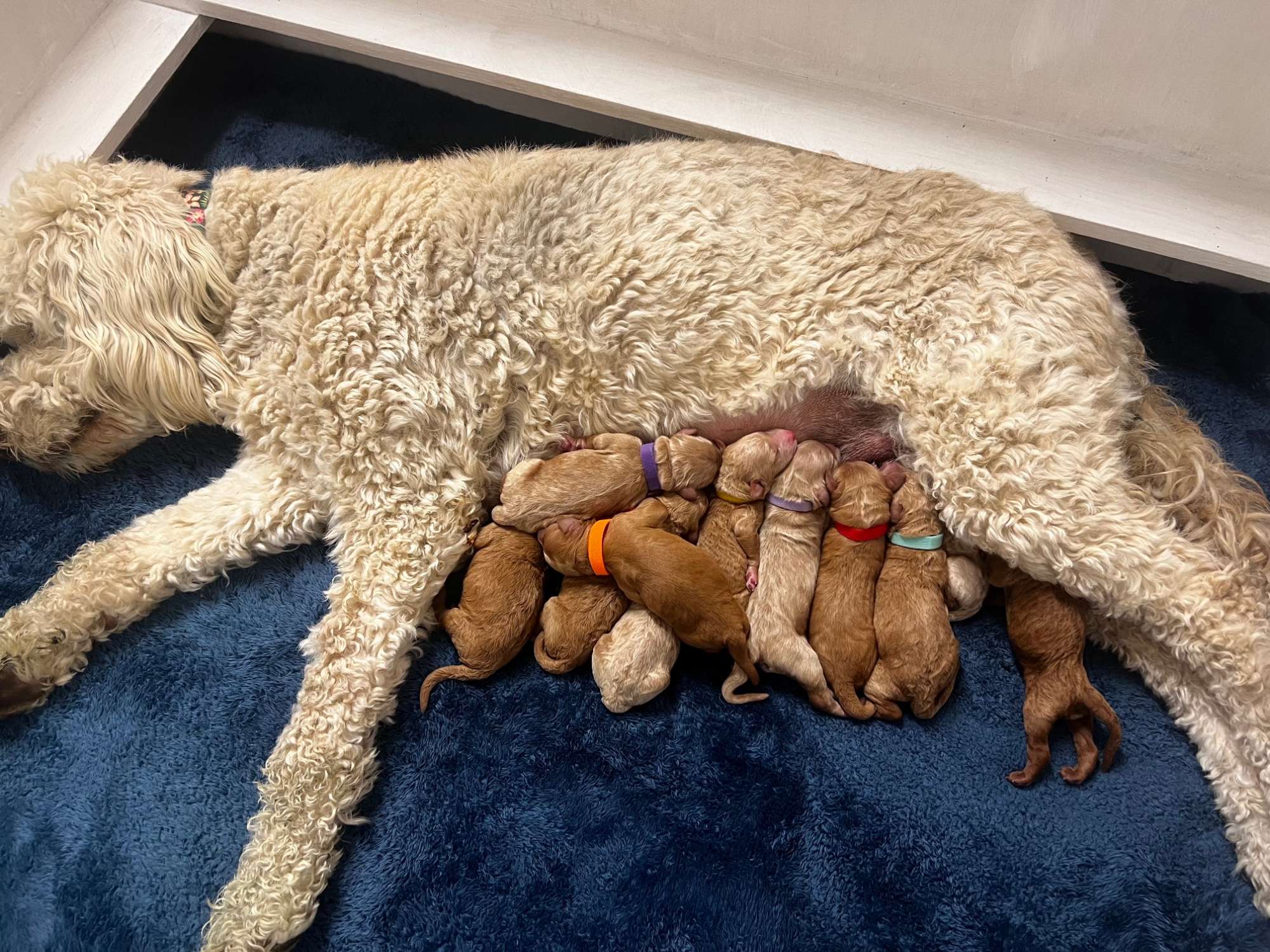 Mia’s F1B Standard Goldendoodles March 2024 litter