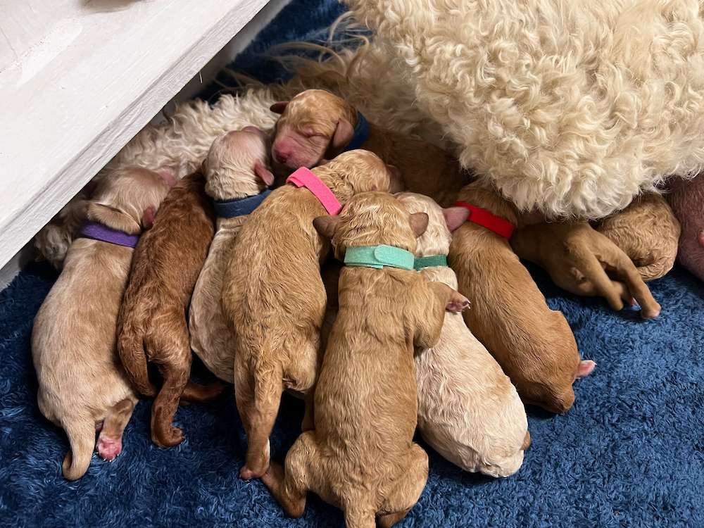 Mia’s F1B Standard Goldendoodles March 2024 litter