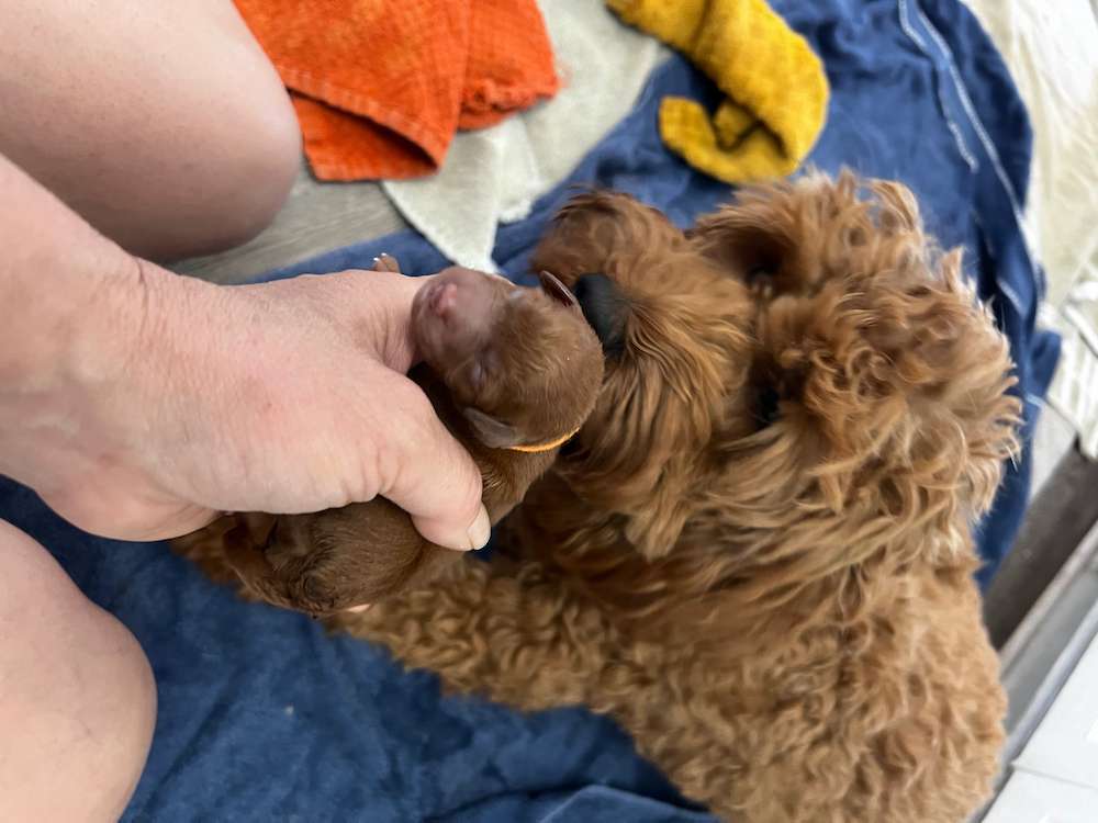 Penny’s Mini Goldendoodles