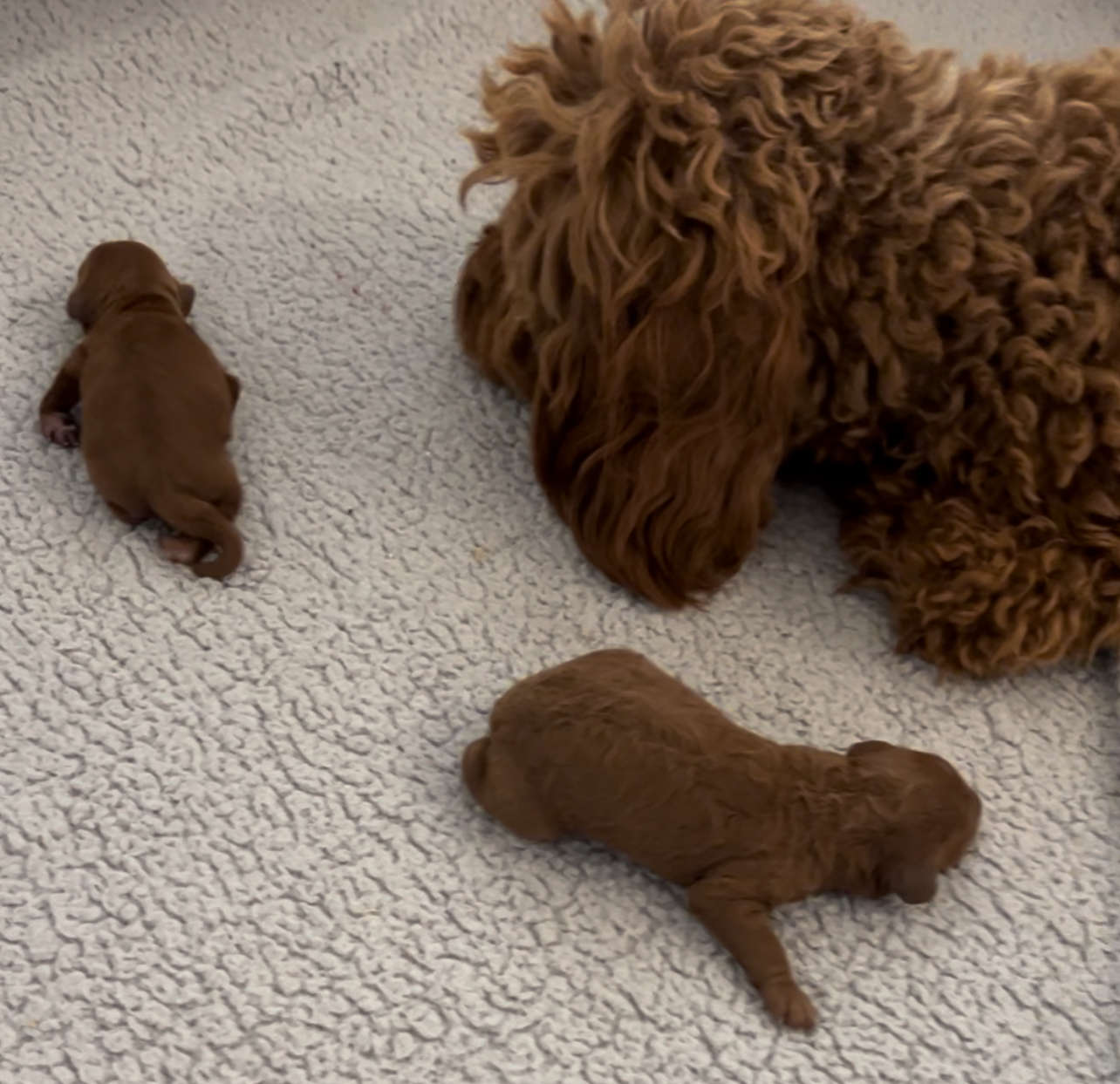 Penny’s Mini Goldendoodles